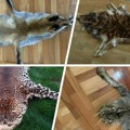 Kengur za 120 evra, leopard za 25.000: Srbi zarađuju na ubijenim životinjama, prodaju čak i krzno mačke