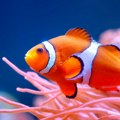 Životinje: 'Nemo' se smanjuje usled zagrevanja okeana - alarm za uzbunu