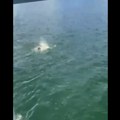 (Uznemirujući video) Aleksandar (24) se utopio u jezeru Drugovi ga tukli na brodiću i vikali: "Udavite ga!" Snimljen trenutak…