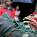 Filipini prijavili pojavu visoko patogenog ptičjeg gripa