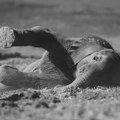 Proglašena najdirljivija fotografija godine: Slonica surlom nosi uginulo mladunče