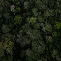 Planeta je 2022. godine izgubila 4,1 miliona hektara tropske šume