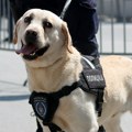 VIDEO: "Policajci i službeni psi – neustrašiv tandem"