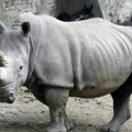 Nosorog ubio čuvarku u zoološkom vrtu u Australiji, još jednog čuvara teško ranio