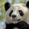 Par panda stigao u Hongkong, zvaničnici ih dočekali sa crvenim tepihom i igračkama