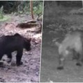 Kamere snimile nezvanog gosta! Prvi put viđen u ovom delu Srbije, počastio se na košnicama: Pogledajte snimak (video)