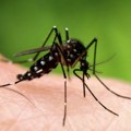 Batut: U Srbiji registrovano deset slučajeva obolevanja od groznice Zapadnog Nila
