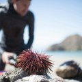 Zašto morski ježevi misteriozno nestaju?