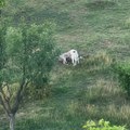"Šta ako sledeći put napadnu dete?" Meštani sela kod Novog Pazara u panici, čopor pasa pojeo jagnje: "Strahujemo za bezbednost"…