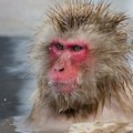 Majmun Luka pobegao iz zoološkog vrta, pa se sam vratio u svoj kavez!
