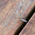 Batut: Registrovana 43 slučaja obolevanja od groznice Zapadnog Nila