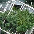 FOTO Novosađanin uzgojio sedam biljaka kanabisa teških 60 kg: "Šuma" probila krov plastenika