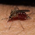 Zaprašivanje komaraca u sredu u Čačku