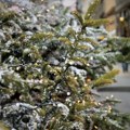 Kragujevac: Poziv za sadnju prvih novogodišnjih jelki sa busenom