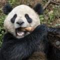 Par džinovskih pandi iz Kine stiže u SAD (VIDEO)