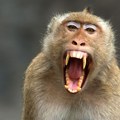 Majmun u Splitu ugrizao dvoje ljudi: Vlasniku životinje preti žestoka kazna