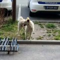 Novosadska policija pružila dom psima lutalicama: "Neka se na vas ugledaju i kolege iz drugih gradova"