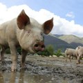 Afrička kuga svinja ograničila pristup lovištima Apatinski rit i Kozara: Postavljeni dezinfekcioni punktovi