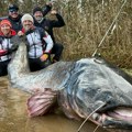 Oni su oborili svetski rekord! Poljaci ulovili džinovskog soma od 292 centimetra: "Izvlačili smo ga sat i po"