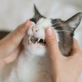 Veterinar upozorio na hranu koja može da ošteti zube vaše mačke
