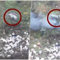 Ruske vojnike od sigurne smrti spasila svinja: Pogledajte neverovatan snimak sa fronta! (video)