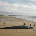 Kit dugačak 12 metara nasukao se na plažu u Francuskoj. Pokušali da mu pomognu, pa usledio još veći šok.