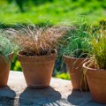 Ovu biljku posadite pored ulaznih vrata: Nije ni lavanda ni ruzmarin, a izgleda prelepo cele godine