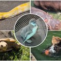 (Video) Zoo vrt slavi 90. rođendan: Upoznajte Muju, pitona Uroša, bebu pingvina i ostale zvezde "Vrta dobre nade"