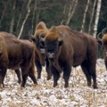 Povratak bizona: Mogu li drevni džinovi da zaustave požare u Španiji