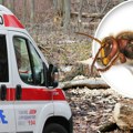 Milorada iz Bajine Bašte napalo 30 stršljenova: "Leđa nisam osećao, sekunde su bile u pitanju"