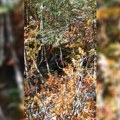 Узнемирујући снимак са српске планине! Мештани били очи у очи са опасном звери, погледајте њену реакцију