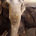 Slonovi se pozdravljaju korišćenjem više od 1.200 različitih signala