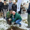 Zlatni bor na Zlatiboru – Sadnjom ka očuvanju prirodnog blaga (VIDEO)