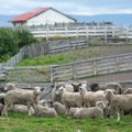 Banda ovaca danima teroriše domaćinstva: Ulaze u dvorišta, uništavaju cveće i izleću pred vozila – građani nemoćni