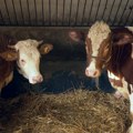 U Mađarskoj suzbijena epidemija slinavke i šapa, ne isključuju terorizam kao uzrok