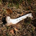 Skeleti stari šest milenijuma nađeni u Kolumbiji imaju drugačiju DNK od drugih ljudi
