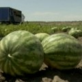Dronovi iznad polja Hersona dok traje kultna berba lubenica