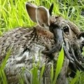 „Zombi zečevi“ prepali ljude: Imaju izrasline nalik rogovima, evo o čemu se radi FOTO
