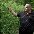 Počnje berba malina, ovo je početna cena proizvođača: Malinar Mileta otkriva šta se dešava sa beračima