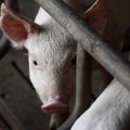 Uvoz mesa i mleka raste, domaće farme se gase – šta koči oporavak stočarstva