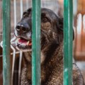 Smederevo, optužni predlog protiv osumnjičenog za mučenje pasa
