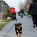 Na Adi Ciganliji i ove godine „Trka za ozdravljenje”