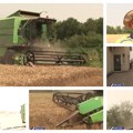 Žetva u jeku, cena pšenice jedva pokriva troškove