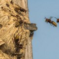 "Preživećete ugriz, ali ako vas ubode..." Ivica 27 godina uništava gnezda stršljena! Apeluje na sve: Jednu stvar nikako ne…