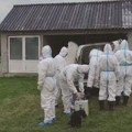 Šest novih žarišta afričke kuge kod Bogatića: Za nekoliko dana eutanazirano čak 212 svinja u Crnoj Bari