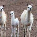 Mladunče lame osvaja srca posetilaca jagodinskog ZOO vrta VIDEO