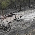 Izazvao požar u „državnoj“ šumi, pa dobio krivičnu prijavu: Uhvaćen Prijepoljac zbog izazivanja opšte opasnosti