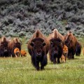 Veliki uspeh naučnika: Evropski bizoni spašeni izumiranja
