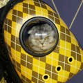 Životinje: Mačak Klaudije Šifer ukrao šou na premijeri filma „Argajl"