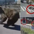 Zver u evropskom gradu, ljudi beže, preskaču ogradu: Medved povredio pet osoba, među njima i devojčica od 10 godina…